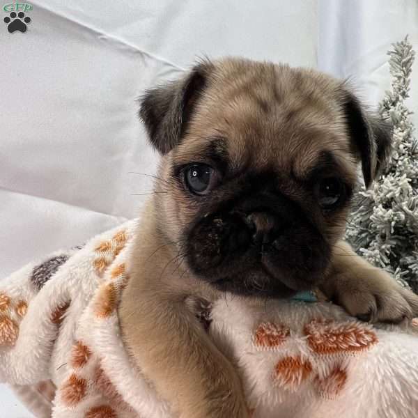Winston, Pug Puppy