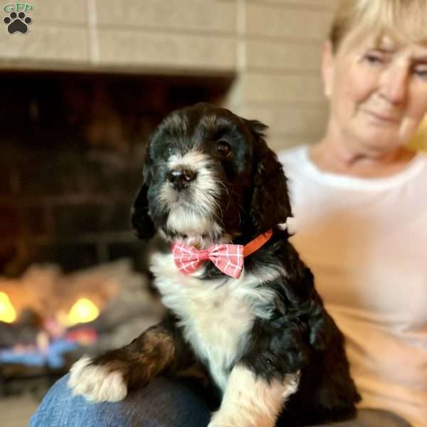 Amour, Bernedoodle Puppy