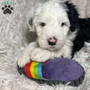 Mini store sheepadoodle illinois