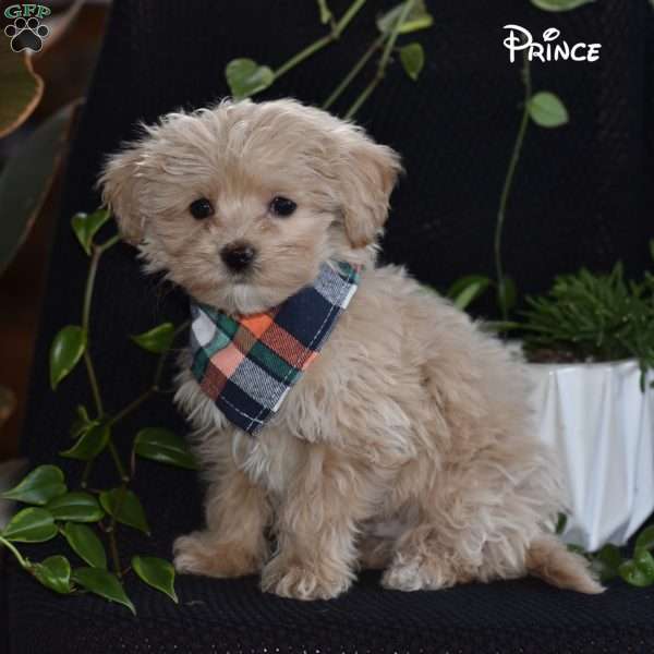 Prince, Maltipoo Puppy