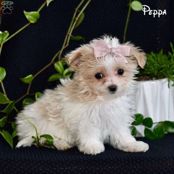Peppa, Maltipoo Puppy