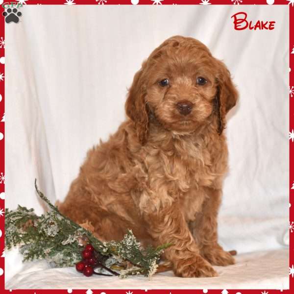 Blake, Cockapoo Puppy