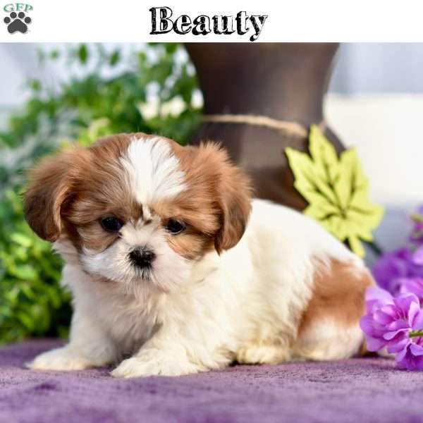 Beauty, Shih Tzu Puppy