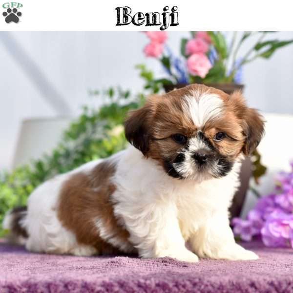 Benji, Shih Tzu Puppy