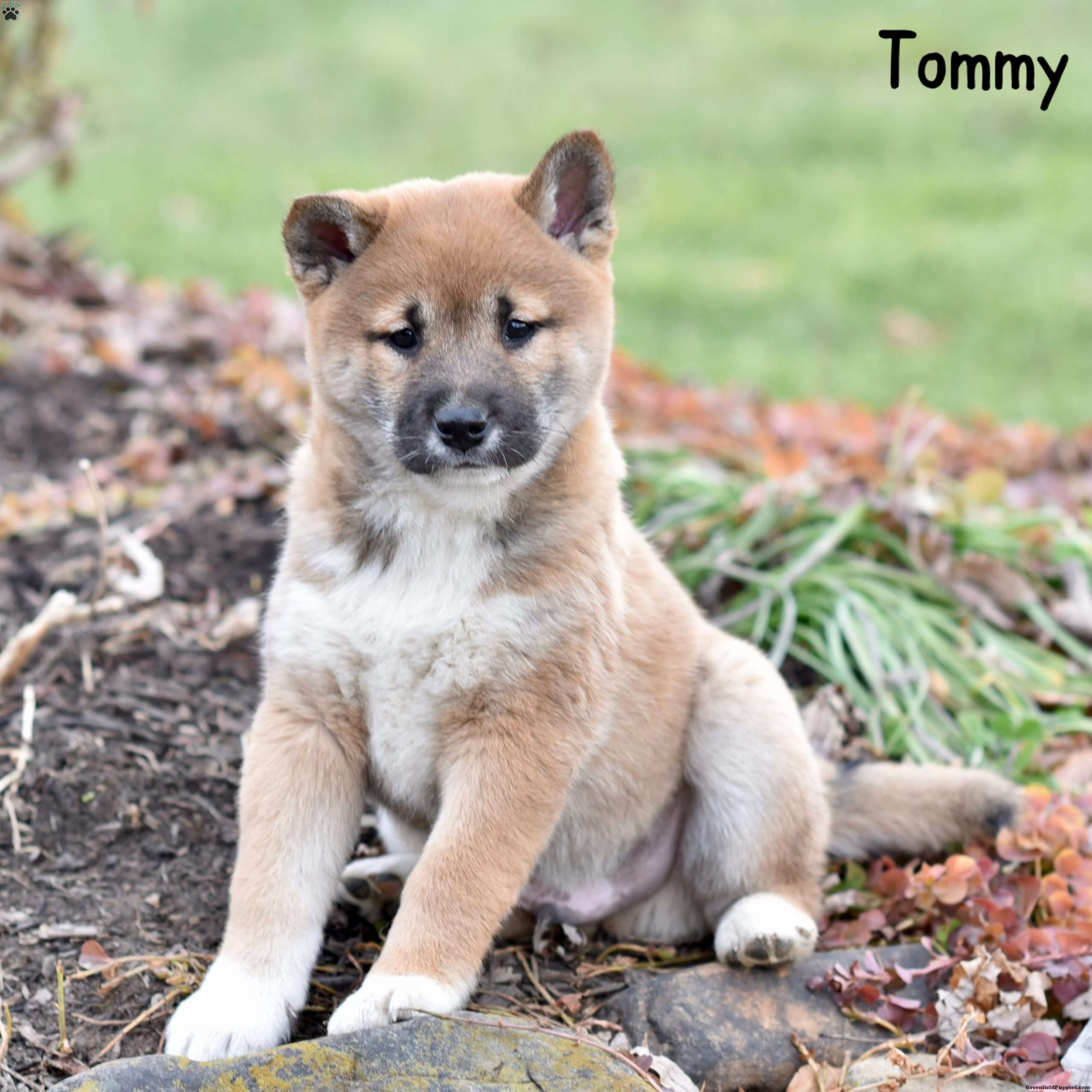 Tommy Shiba Inu Puppy For Sale in Pennsylvania