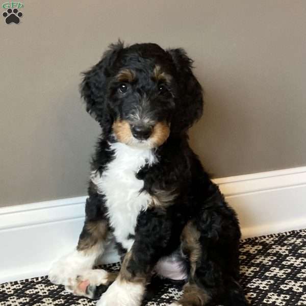 Holly, Bernedoodle Puppy