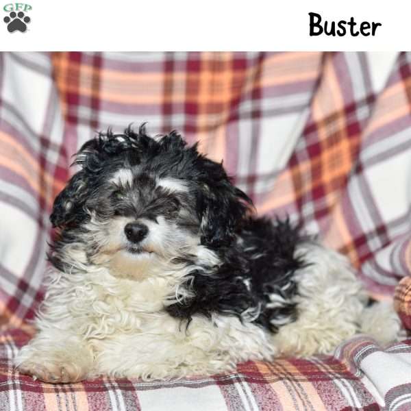 Buster, Forever Puppy