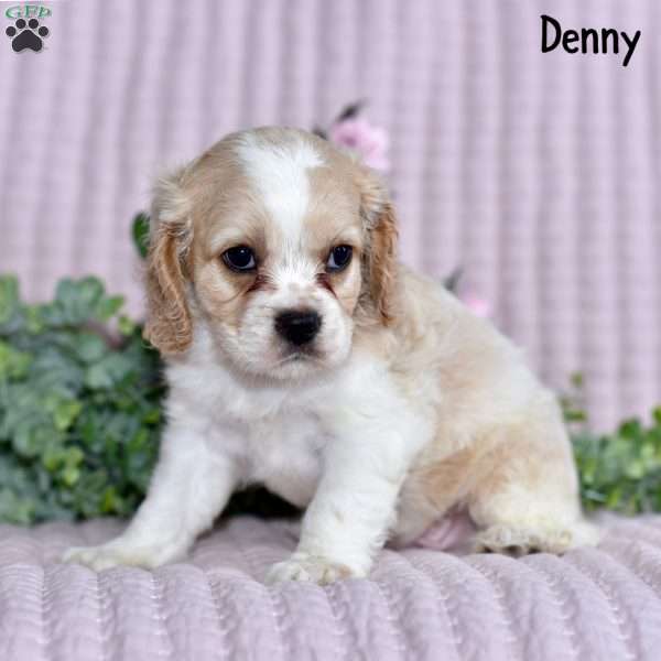 Denny, Cockalier Puppy