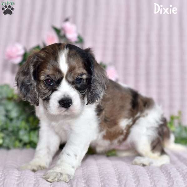 Dixie, Cockalier Puppy