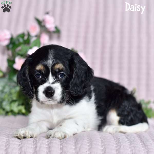Daisy, Cockalier Puppy