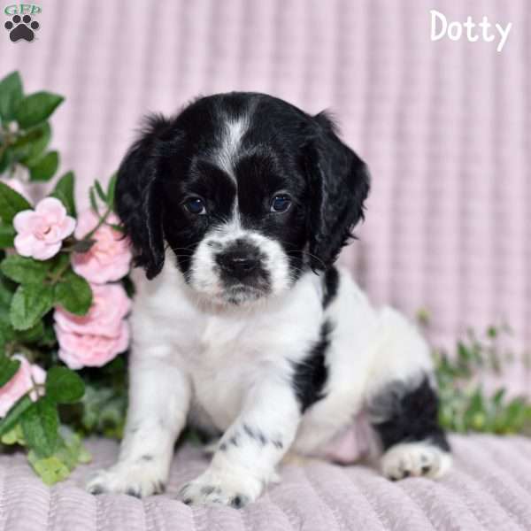 Dotty, Cockalier Puppy