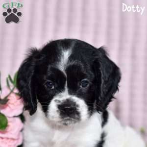 Dotty, Cockalier Puppy