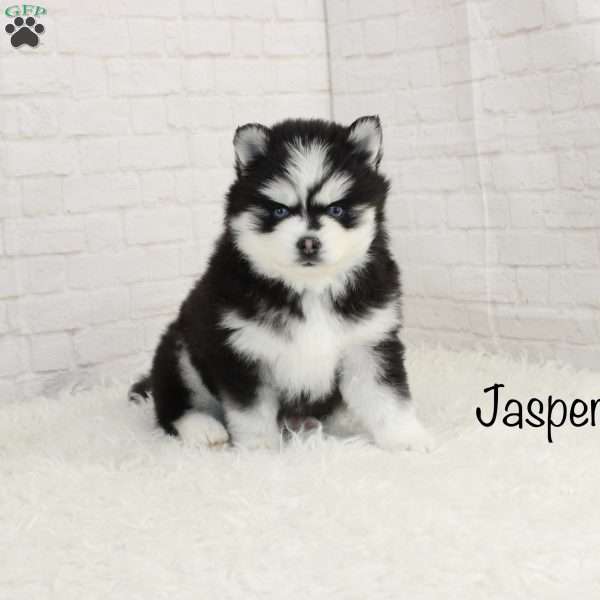 Jasper, Pomsky Puppy