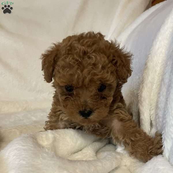 Daisy, Toy Poodle Puppy