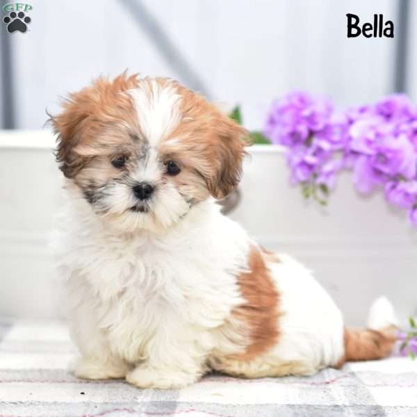 Bella, Shih Tzu Puppy