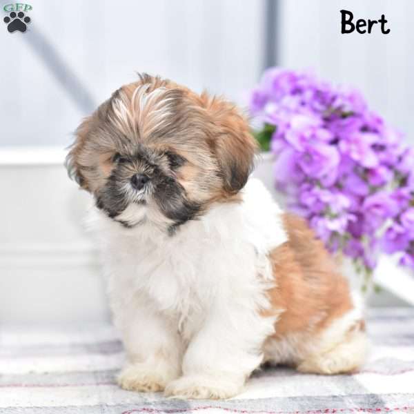 Bert, Shih Tzu Puppy