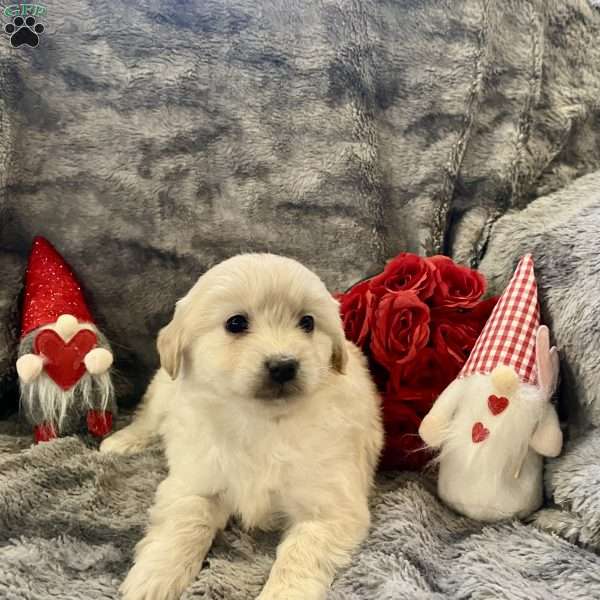 Rosie, Eskipoo Puppy