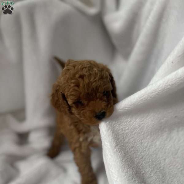 Dreamer, Toy Poodle Puppy