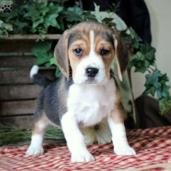 Iceburg, Beagle Puppy