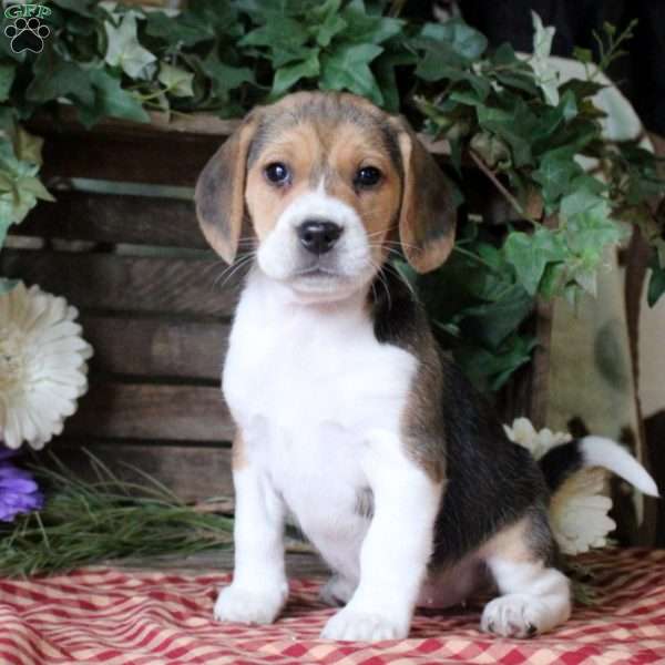 Icicle, Beagle Puppy