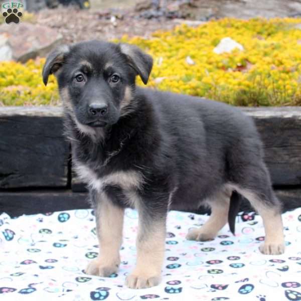 Idris, German Shepherd Puppy