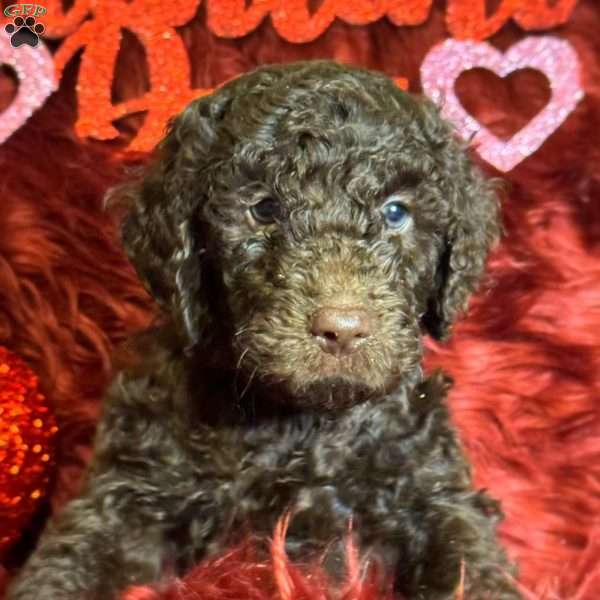 Ike, Labradoodle Puppy