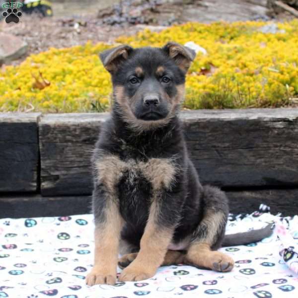 Imogen, German Shepherd Puppy