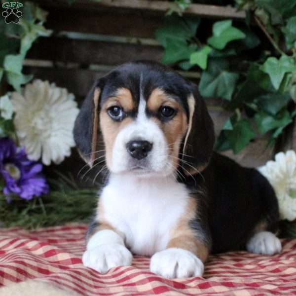 Indigo, Beagle Puppy
