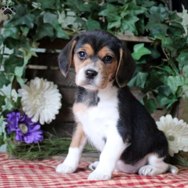 Inky, Beagle Puppy