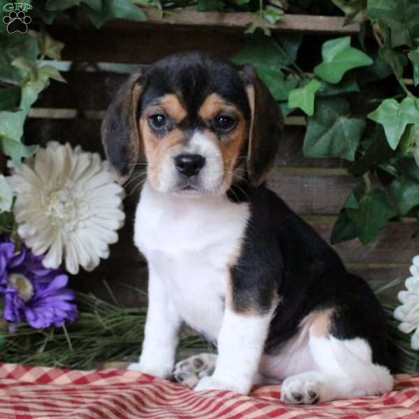 Iris, Beagle Puppy
