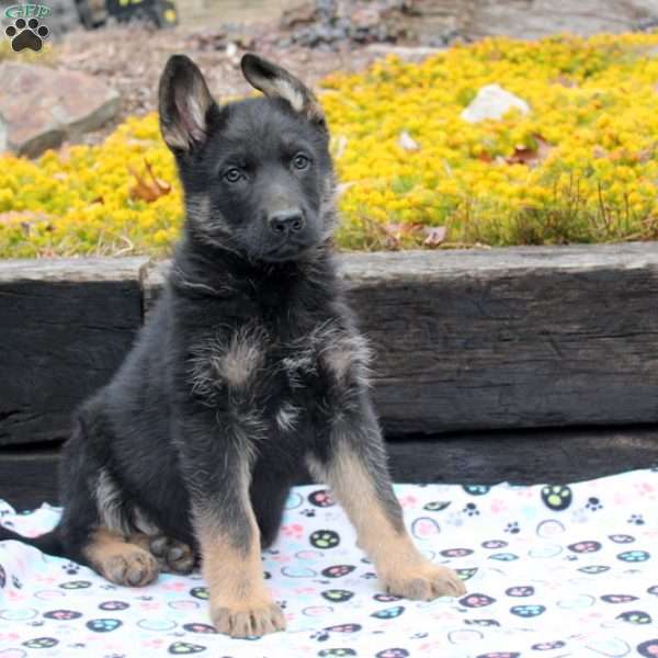 Isaac, German Shepherd Puppy