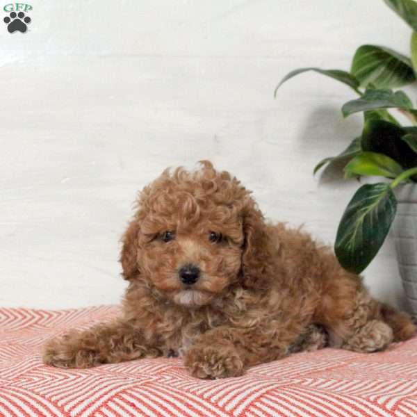 Isaac, Toy Poodle Puppy