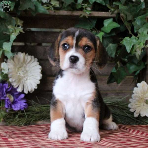 Isabel, Beagle Puppy