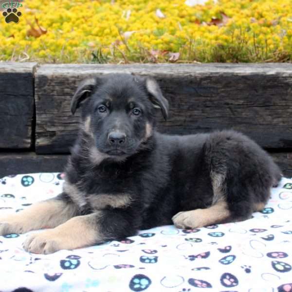 Ivan, German Shepherd Puppy