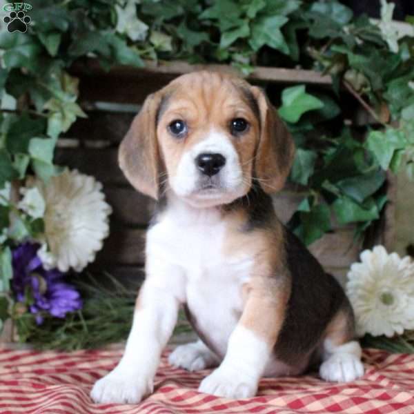 Ivy, Beagle Puppy