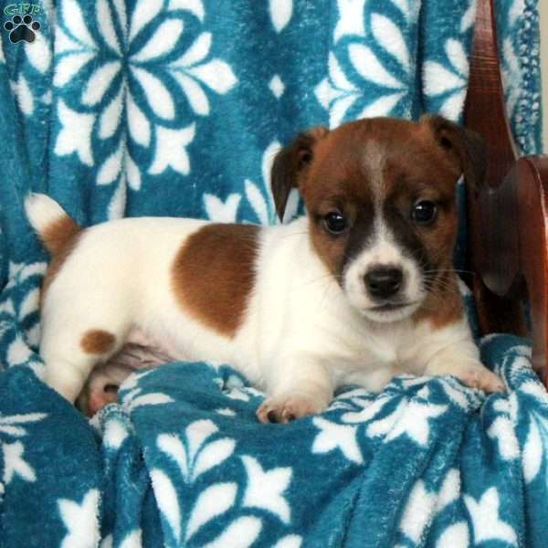 Jack, Jack Russell Terrier Puppy