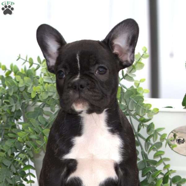 Jade, French Bulldog Puppy