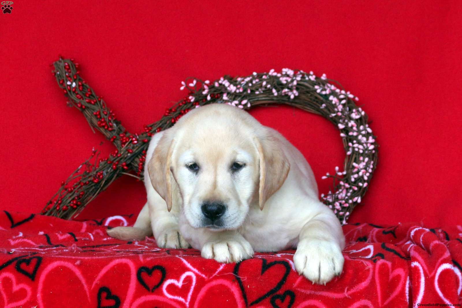 Jaden Labrador Mix Puppy For Sale in Pennsylvania