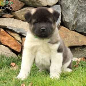 Akita Puppies for Sale - Greenfield Puppies