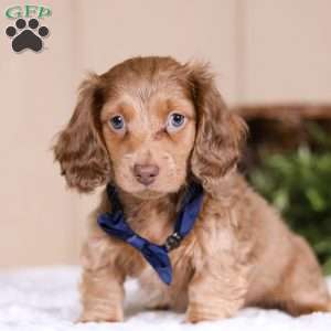 Curly Haired Dachshund A Unique and Charming Breed