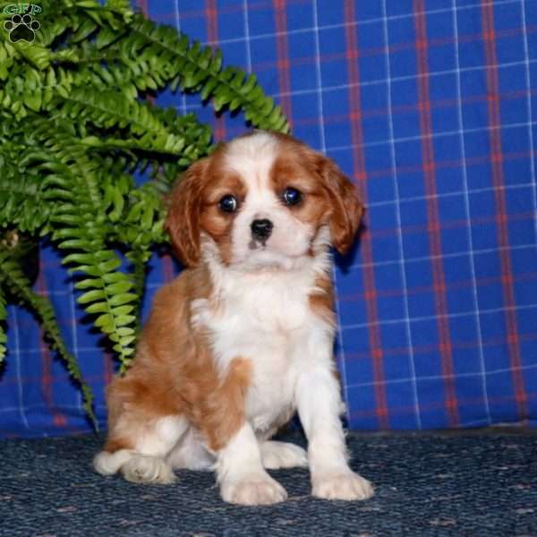 Jalen, Cavalier King Charles Spaniel Puppy
