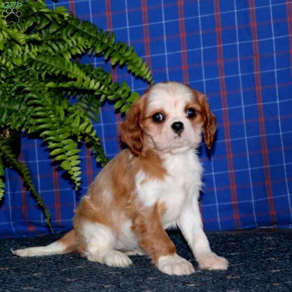 Janae, Cavalier King Charles Spaniel Puppy