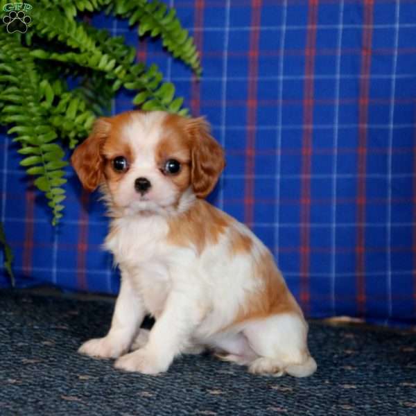Jenna, Cavalier King Charles Spaniel Puppy