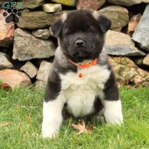 Akita Puppies for Sale - Greenfield Puppies