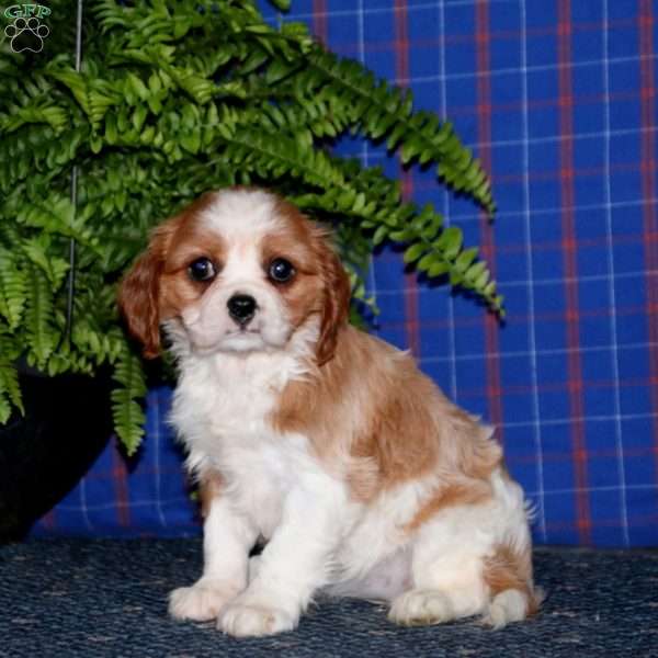 Jodi, Cavalier King Charles Spaniel Puppy