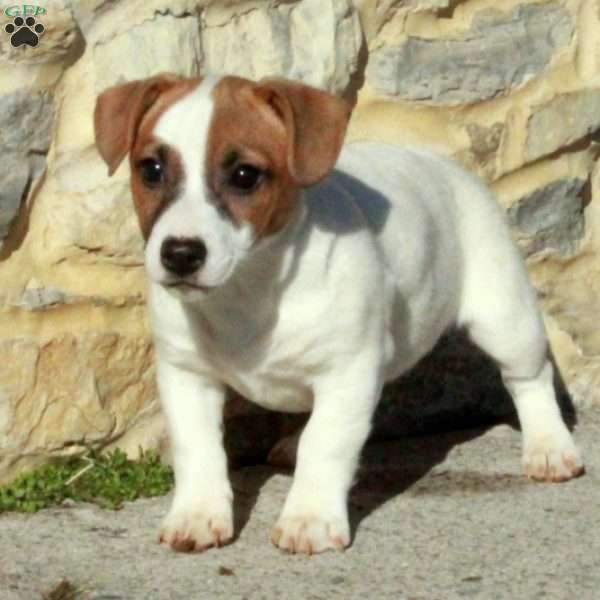 Josie, Jack Russell Terrier Puppy