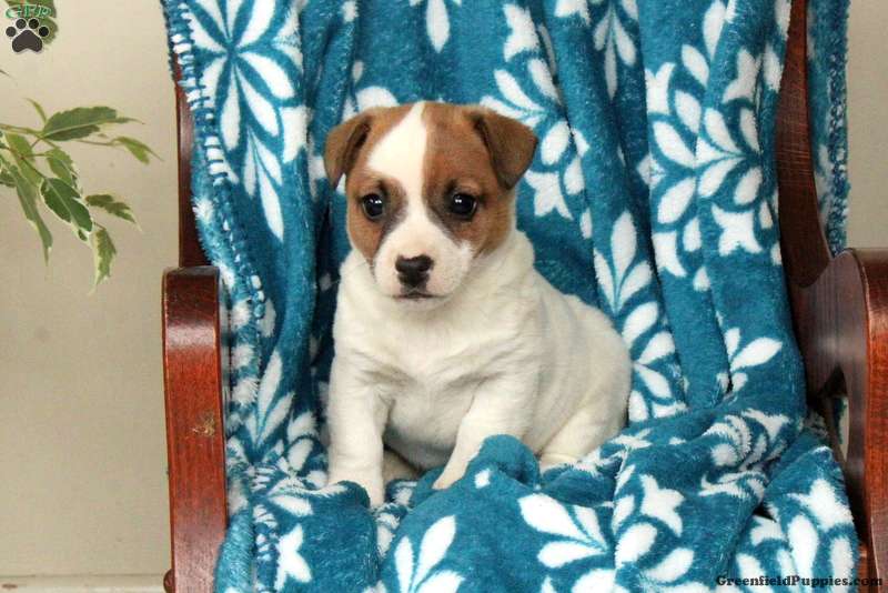 Josie Jack Russell Terrier Puppy For Sale in Pennsylvania