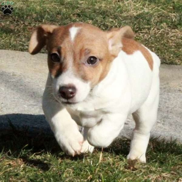 Jovi, Jack Russell Terrier Puppy