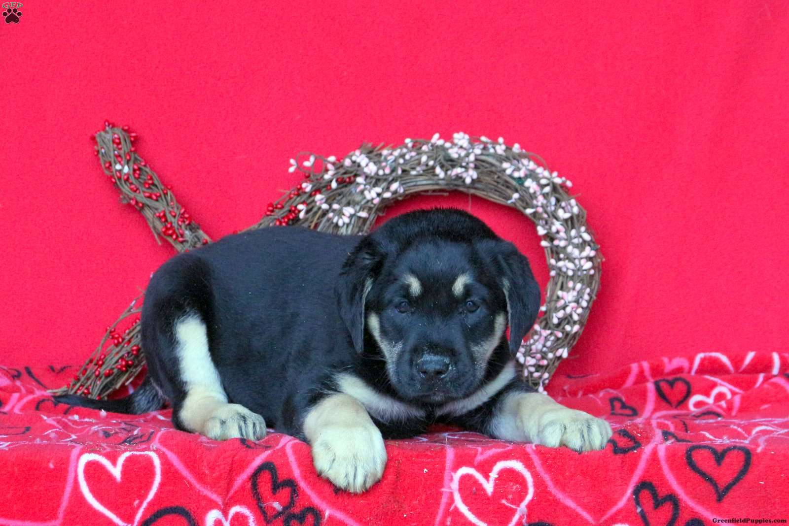 Joy Labrador Mix Puppy For Sale in Pennsylvania