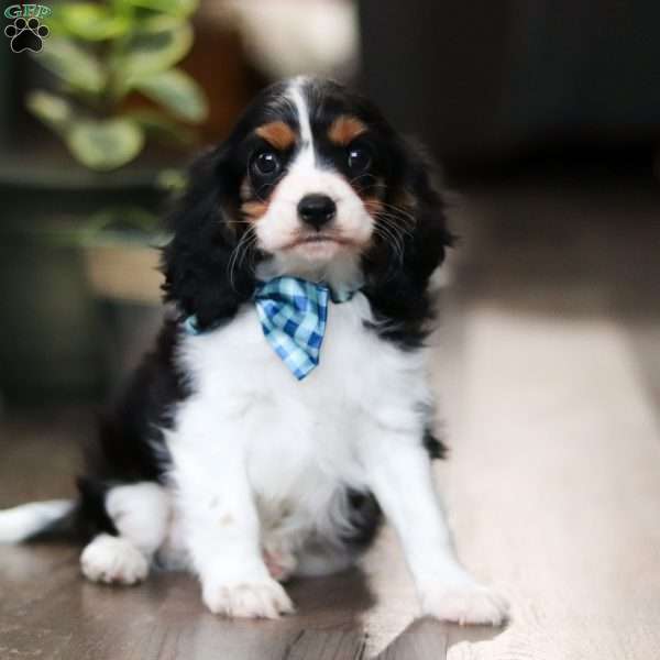 Jude, Cavalier King Charles Spaniel Puppy